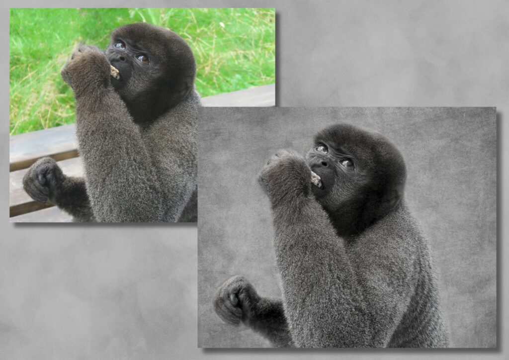 An image with a messy back ground but beautiful shot of the Woolley Monkey's expression, recreated with texture backdrop into fine art.